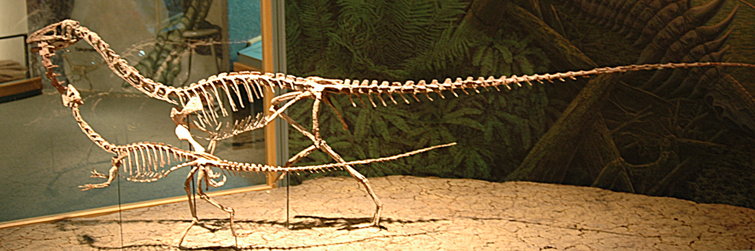 Coelophysis