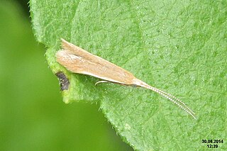 <i>Coleophora alnifoliae</i> Species of moth