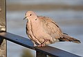 Collared dove (17840270935).jpg