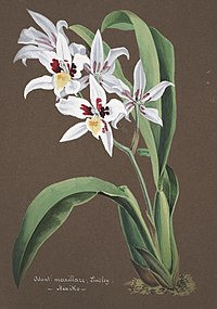 Odontoglossum maxillare Rhynchostele aptera