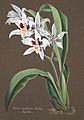 Rhynchostele aptera (as syn. Odontoglossum maxillare) aquarell in: Collection d'orchidées, (1850-1870)