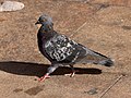 * Nomination Columba livia walking on place du Capitole in Toulouse --PierreSelim 11:41, 21 January 2012 (UTC) * Promotion QI to me! --NorbertNagel 18:13, 21 January 2012 (UTC)