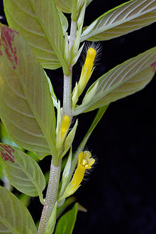 Columnea orientandina -1.jpg