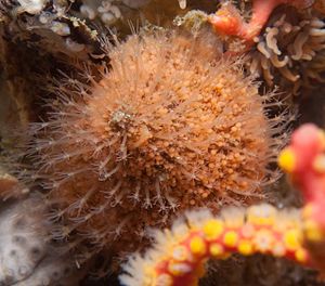 Hydractinia altispina