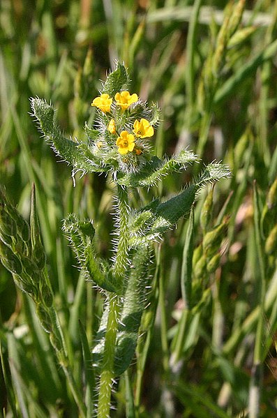 File:Common Fiddleneck (Amsinckia micrantha).jpg