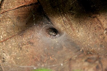 Hippasa agelenoides - common funnel web spider Common Funnel web spider (Hippasa agelenoides) W2 IMG 2780.jpg