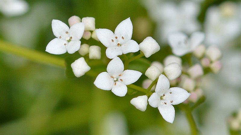 File:Common Marsh-Bedstraw (Galium palustre) - Guelph, Ontario 01.jpg