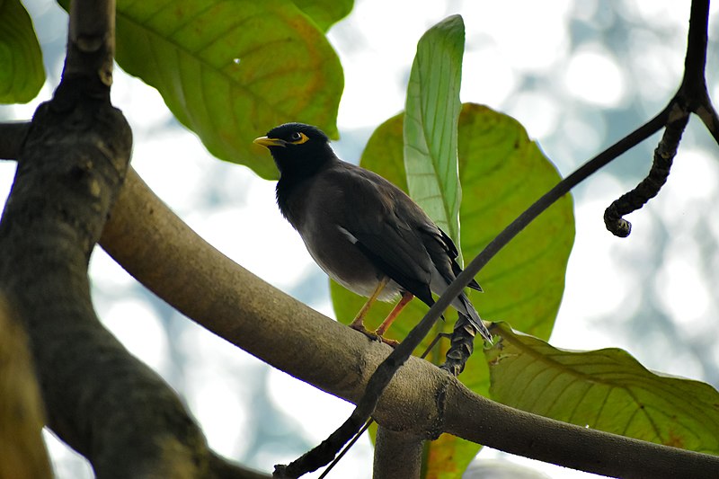 File:Common Myna, Khulna 04.jpg