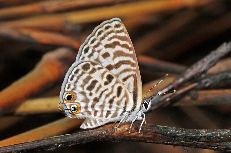 File:Common zebra blue (Leptotes pirithous).jpg