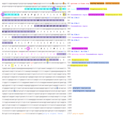 Conceptual Translation of SLC66A3 Conceptual Translation of SLC66A3.png