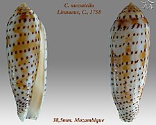 Conus nussatella 2.jpg