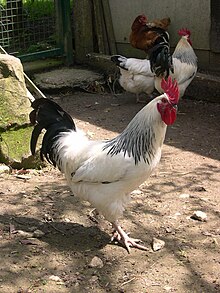 Coq bourbonnais dans une ferme.JPG