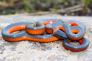 <span class="mw-page-title-main">Ring-necked snake</span> Species of snake