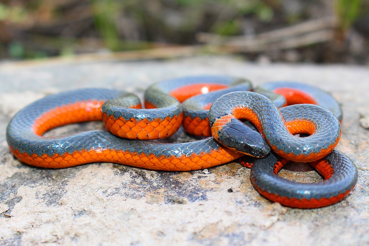 Regal Ringneck Snake