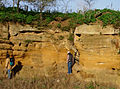 Coralline Crag Formation exposed in Suffolk, England.