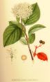 Cornus sanguinea plate 247 in: C.A.M Lindman: Bilder ur Nordens Flora first edition: (1901-1905) supp. edition (1917-1926)