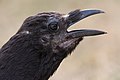 * Nomination Carrion Crow (Corvus corone) moulting at the Jardin des Plantes of Paris. --Jastrow 16:23, 26 December 2019 (UTC) * Promotion  Support Good quality. --T.Bednarz 14:17, 29 December 2019 (UTC)