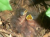 Nest with three chicks Cossypha humeralis, drie kuikens, Elandsfontein, a.jpg