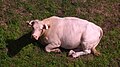 Cow Oudon France.jpg