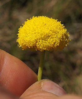 <i>Craspedia</i> (plant) Genus of Australasian flowering plants of Asteraceae (daisy) family