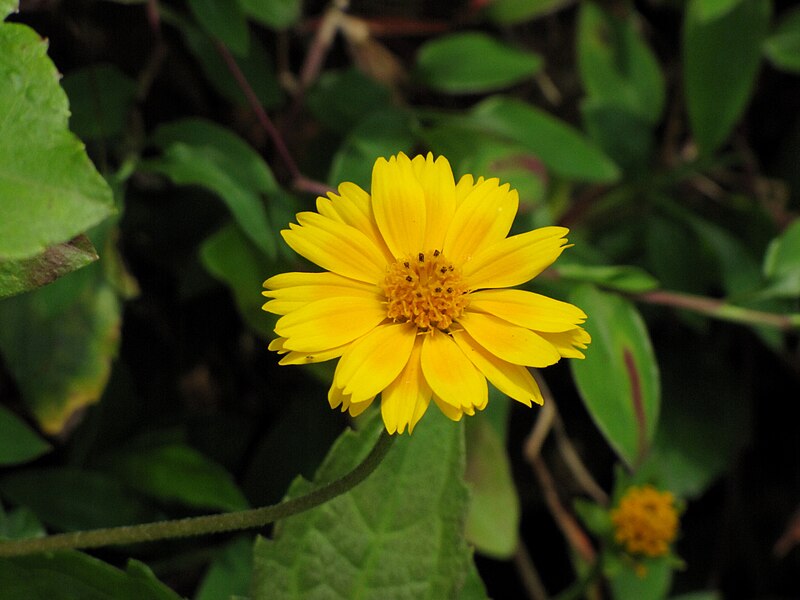 File:Creeping daisy (Yellow Dots).jpg