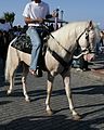 Note the lighter mane and tail and darker body hair on a cremello