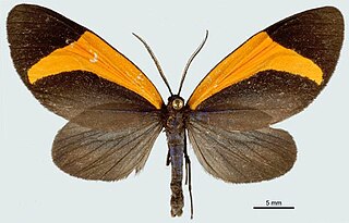 <i>Crocomela flammifera</i> Species of moth