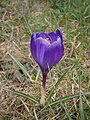 Crocus 'Remembrance'