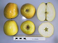 Cross section of Pero Mingan, National Fruit Collection (acc. 1947-133) .jpg