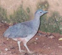 Undulated Tinamou