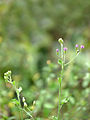 Cyanthillium cinereum of Kadavoor.jpg