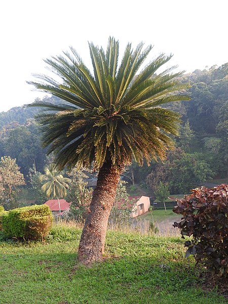 Tập tin:Cycas revoluta-2-JNTBGRI-kerala-India.jpg