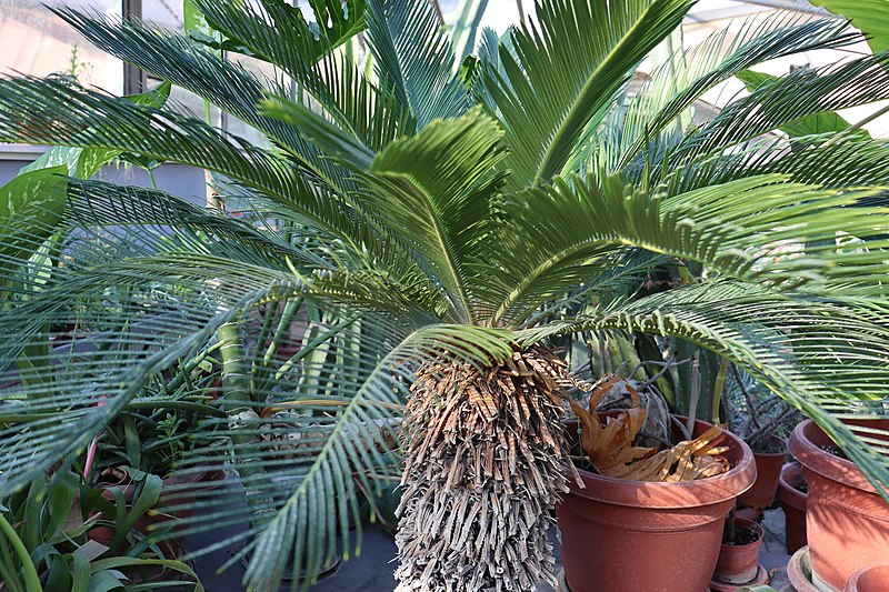 File:Cycas revoluta - Ботаничка градина Скопје (2).jpg