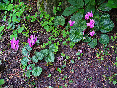 Cyclamen purpurascens Habitus