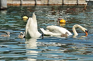 Die kleinen Schwäne haben Hunger, aber sie haben noch einen viel zu kurzen Hals, um Wasserpflanzen von ganz unten am Boden des Sees zu pflücken.