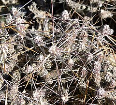 Description de l'image Cylindropuntia ramosissima 9.jpg.