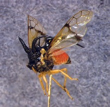 Cyphonia trifida, Sammlungspräparat, schwarzes Pronotum, roter Hinterleib, gelbe Beine.