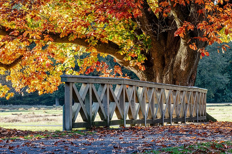 File:Dülmen, Wildpark, Brücke am Herzteich -- 2022 -- 4642.jpg