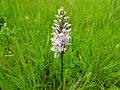 Dactylorhiza fuchsii Germany - Moosalbtal (bei Ettlingen)