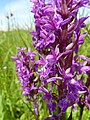 Dactylorhiza majalis Germany - Büchelberg