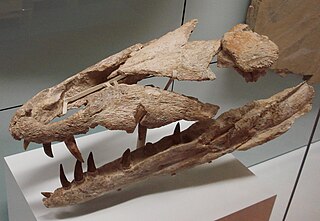 <i>Dakosaurus</i> genus of large reptiles in the family Metriorhynchidae (fossil)