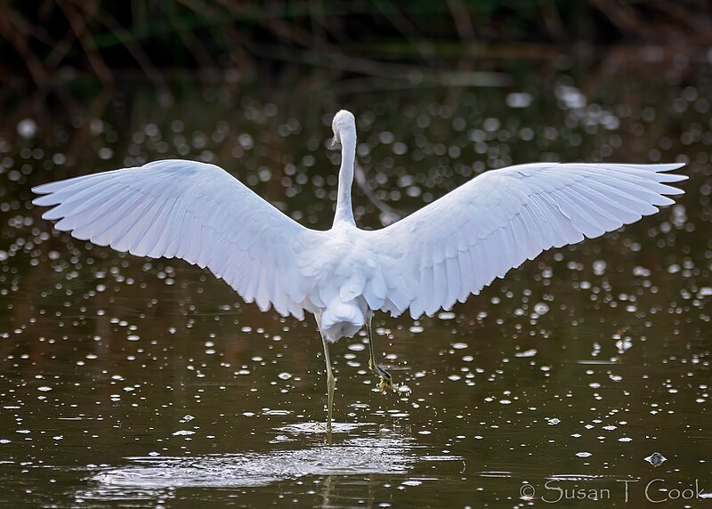 File:Dancing Snowy Egret (50261946796).jpg