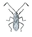 Dasynus fuscescens from CSIRO.jpg