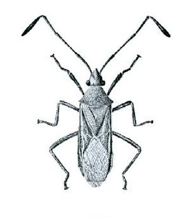 <span class="mw-page-title-main">Dasynini</span> Tribe of true bugs