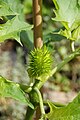 Datura stramonium