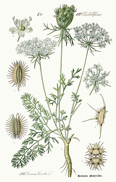 File:Daucus carota - Prof. Dr. Thomé-s Flora von Deutschland (Pl. 386) clean.jpg