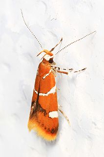 <i>Promalactis suzukiella</i> Species of moth