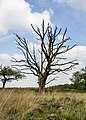 * Nomination Deelerwoud, (the eastern part.) Dead oak on a heathland. --Agnes Monkelbaan 04:06, 28 June 2024 (UTC) * Promotion  Support Good quality. --Johann Jaritz 04:13, 28 June 2024 (UTC)