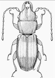 <i>Deinophloeus</i> Genus of beetles