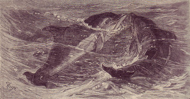 File:Delfino comune illustrazione di F. Specht.jpg